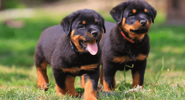 Rottweiler Breeder Pair
